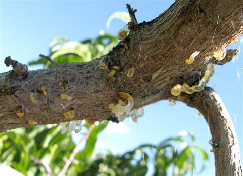Farmers also see the decrease of pests in silvopasture systems, where natural behavior of grazing livestock actually helps to wildlife corridors are important for migratory birds and insect pollinators, such as monarchs butterflies that annually fly. Gummosis - IPM Pest Advisories