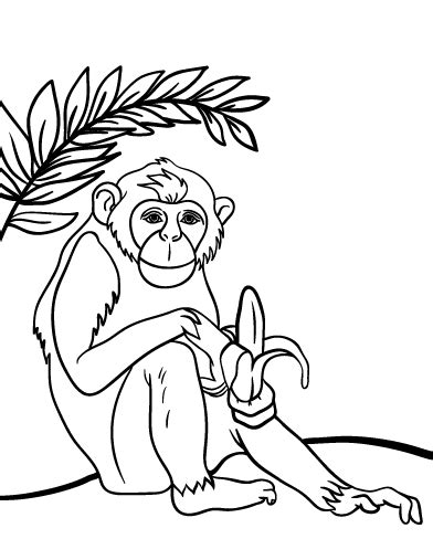 Proceeds will go directly to kstr to purchase equipment, fund programs, pay for supplies and of course, reforestation! Free Chimpanzee Coloring Page