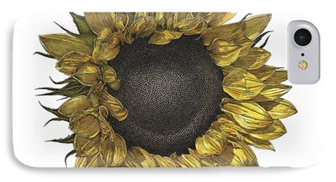 Sunflower Drawing In Color Drawing By William Beauchamp