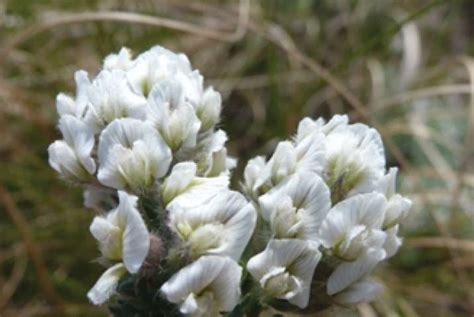 South African Endemic Mountain Plant Gives Itself Up After 147 Year Absence