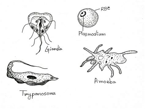4 Types Of Protozoa
