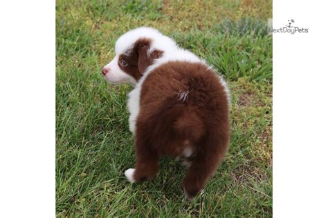 Brown Collar Miniature Australian Shepherd Puppy For Sale