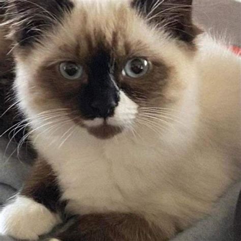 Emmi Female Birman Mix Cat In Qld Petrescue