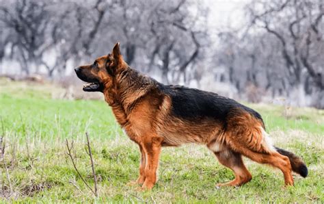Why Do German Shepherds Have Sloped Backs Puppy Herd