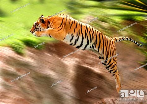 Jumping Tiger Lateral Panthera Tigris Stock Photo Picture And