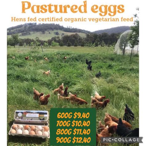 Free Range Pastured Eggs Dozen Going Organic