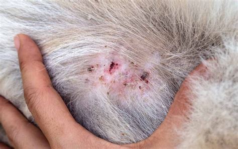 Can Dog Lice Cause Then To Lose Hair