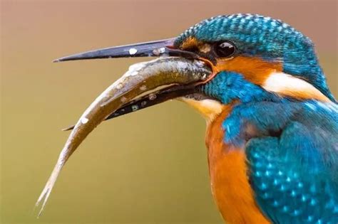 Brightly Coloured Kingfisher Catches His Dinner And Wolfs It Down In