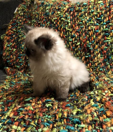 Browse siberian kittens for sale & cats for adoption. Himalayan Cats For Sale | Rochester Hills, MI #285131