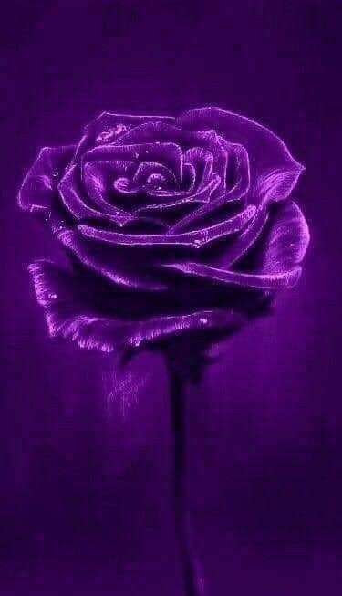 Pin By Paler Constanta On Non Gfgio In Purple Roses Wallpaper