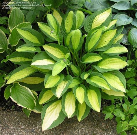 Plantfiles Pictures Hosta Gypsy Rose Hosta By Toddboland