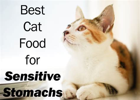 If you think your cat has a sensitive stomach, look for these symptoms 7 Best Cat Food For Sensitive Stomachs 2021 | Cat Mania