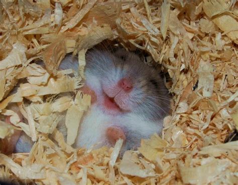 Laughing Hamster Cute Hamsters Smiling Animals Happy Animals