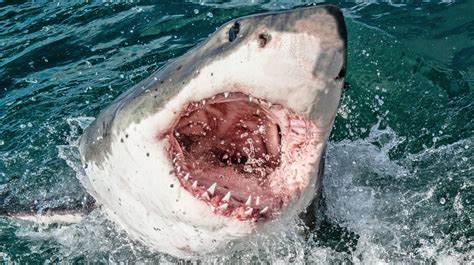Top 10 The Most Dangerous Sharks In The World