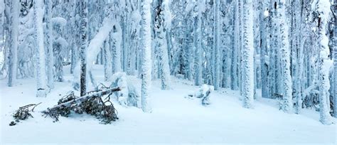 Winter Landscape With Blizzard In The Forest Stock Photo Image Of