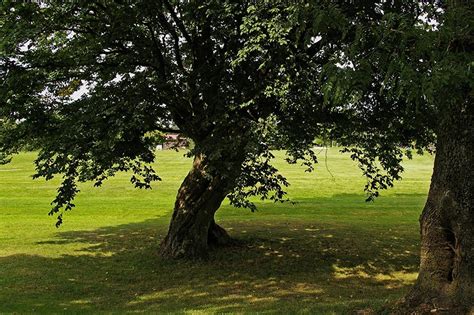 Best Shade Trees Choosing The Best Shade Trees For Your Yard