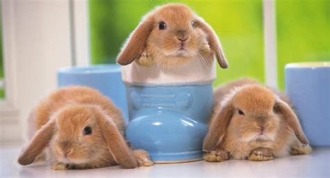 After purchasing numerous toys for my furbabies at local pet stores only to be largely ignored. Where Can You Buy Baby Mini Lop Bunnies? | Reference.com