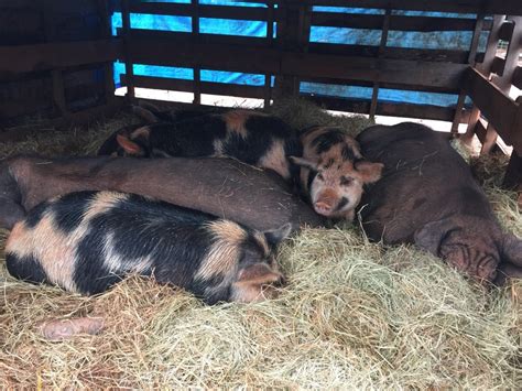 Building Pig Shelters On A Budget Corva Bella Farm