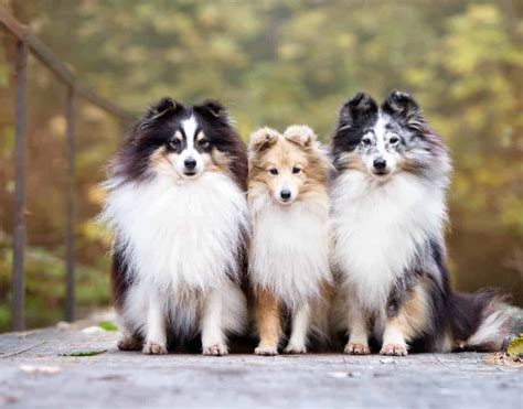 The Sheltie Or Shetland Sheepdog Is Energetic And Excels At Agility