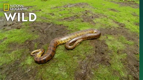 Anaconda Vs Python Who Would Win Anaconda Gallery