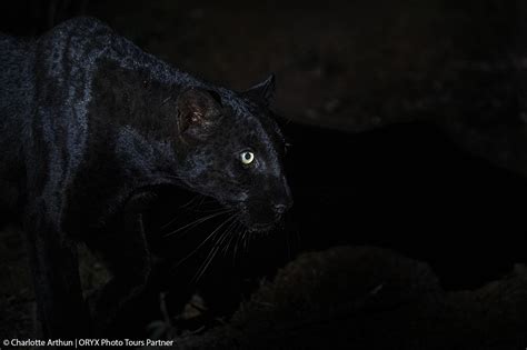 Kenya Black Leopard Photo Safari 2023