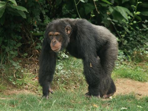 Lets Talk Primates Mean Male Chimps Produce More Offspring