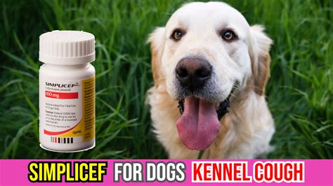 Simplicef For Kennel Cough Best Antibiotic Remedy For Dogs