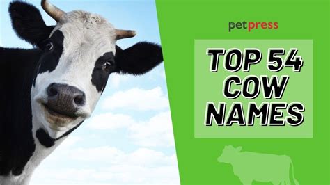 Cow Names 🐮 54 Good Cow Name Ideas White Cow Brown Cow And More