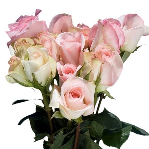Globalrose Fresh Pastel Color Roses 100 Stems Light Orlando Medium