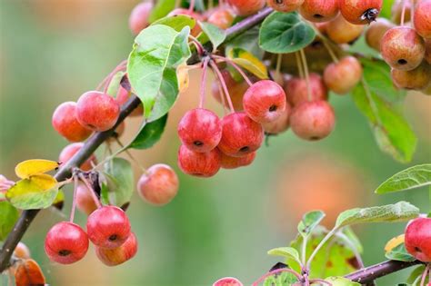 Best Crab Apple Trees For Colour And Form Gardens Illustrated