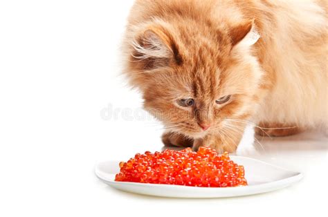 funny cat and red tomato stock image image of medicine 42995615