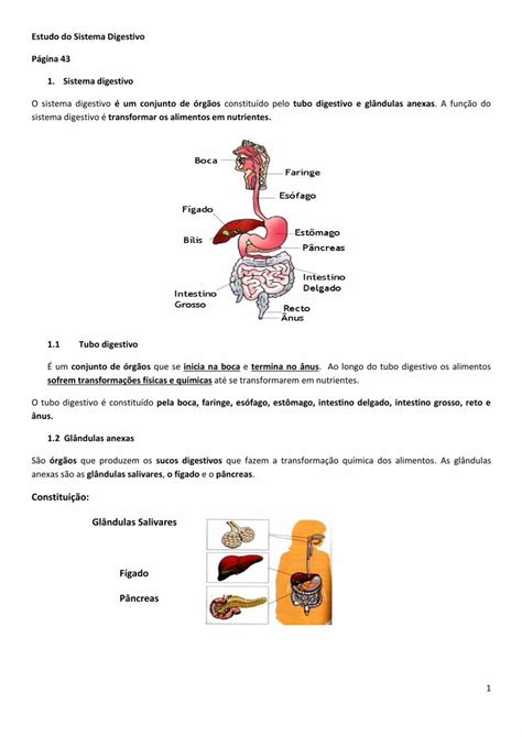 Pdf Apontamentos Sistema Digestivo Dokumen Tips Hot Sex Picture