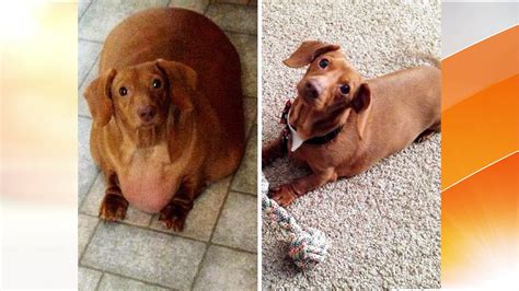 Dachshund On A Diet Obese Ohio Pup Loses 80 Percent Of Body Weight