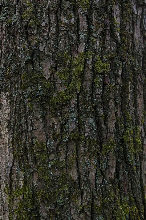 Bark Tree Texture Moss Photo 4462 Motosha Free Stock Photos