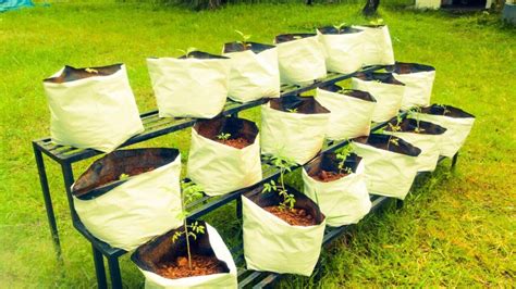 8 Steps To Growing Tomatoes In Grow Bags Total Home Blog