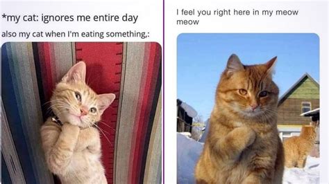 Funny Cat Memes Compilation Of Part Photos
