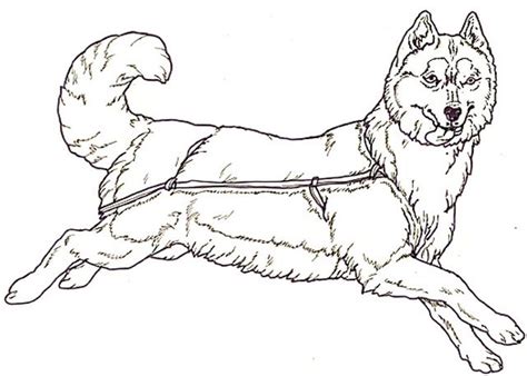 Husky Coloring Pages Best Coloring Pages For Kids