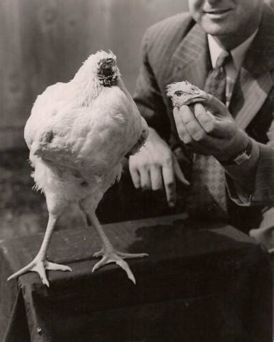 Mike the headless chicken also recognized as miracle mike was a wyandotte's chicken that lived for 18 months after his head had been cut off during the period of april 1945 till march 1947. The Terrifying Twitter Photo Album