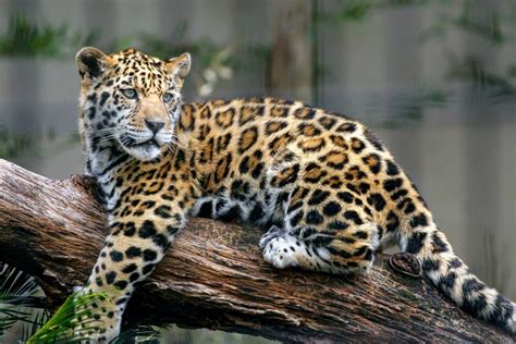 Jaguars Could Be Reintroduced To The United States