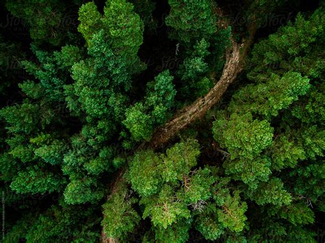 Aerial View Of A Lush Green Forest Or Woodland By Stocksy Contributor