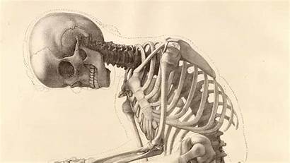 Anatomy Human Skeleton Background Wallpapers Desktop Bones