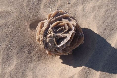 Sand Rose Hunt Desert Rose Rocks And Minerals Pretty Rocks