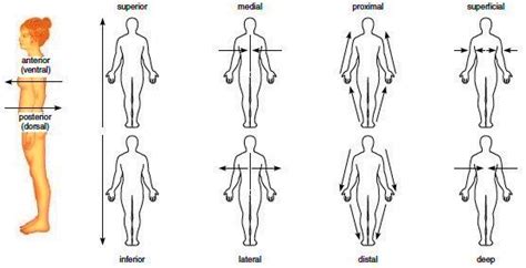 Human body diagram human body. Directional terms | Anatomy and Physiology | Pinterest ...