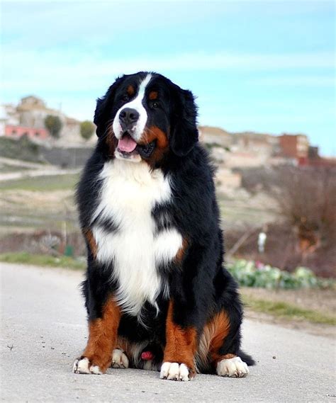 Pin By Big Barker Dog Beds On Sweet Bernese Mountain Dogs