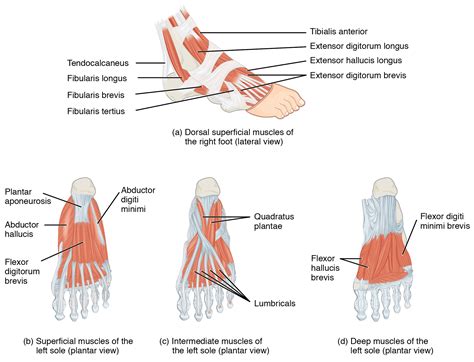 This Figure Shows The Muscles Of The Foot The Top Panel Shows The