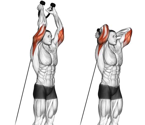 The Best Long Head Triceps Exercises For Thicker Stronger Arms