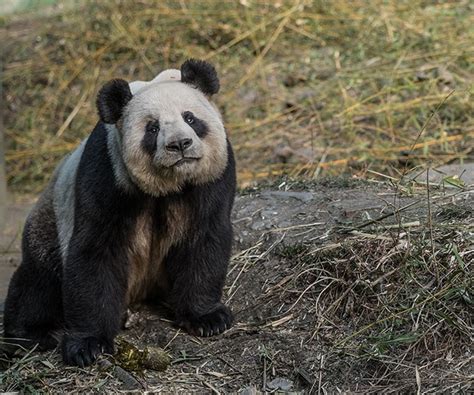 Panda Habitat Recovery Creeps In Right Direction Now