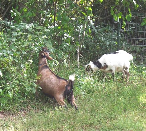 Which Goat Breed Eat The Most Weeds Modern Farming Methods