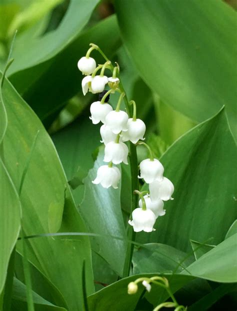 Lily Of The Valley Planting Care And Blooming Of Thrush