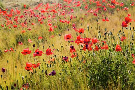 Italy Tuscany Poppies In Spring Wheat Field Stock Photo Dissolve